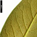 SpeciesSub: var. citriniflorum